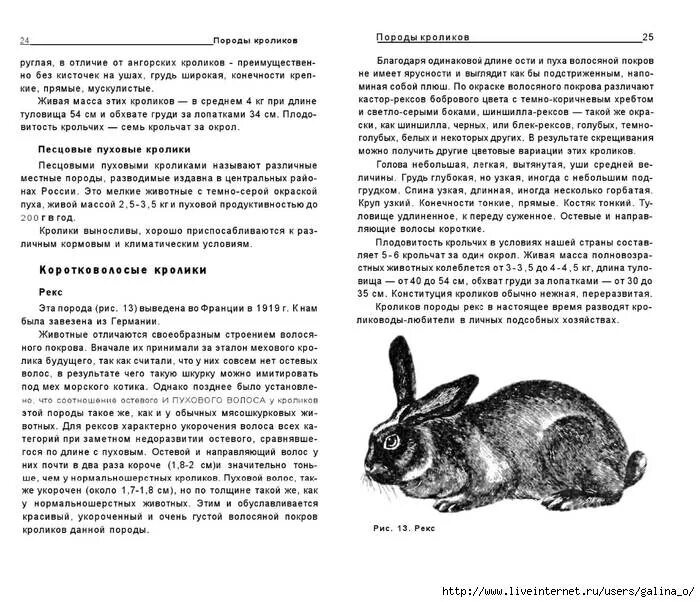 Краткая информация о кролике. Длина тела кролика. Длина тела кролика. Кролики различных пород. Загадка про кролика.