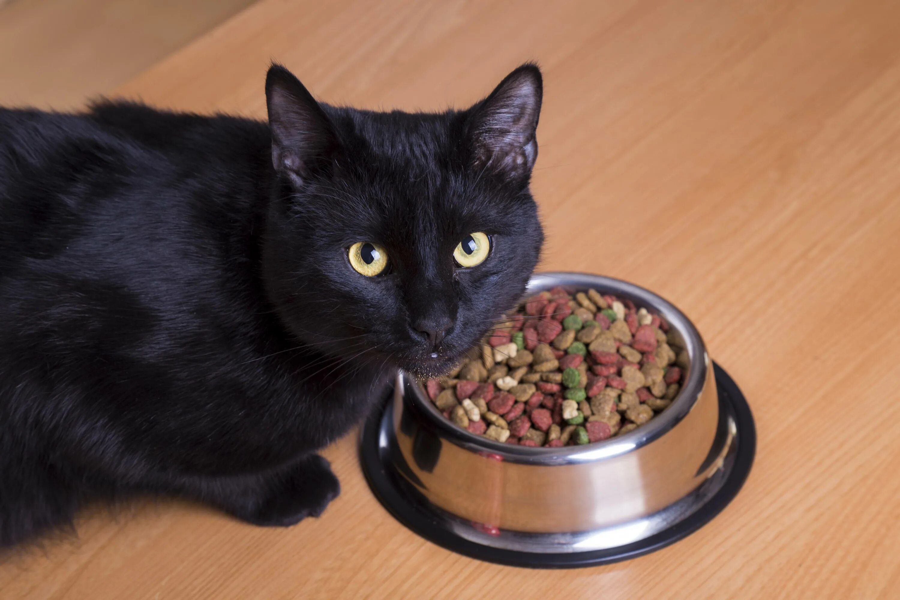 Можно ли давать коту разный корм. Корм для кошек. черный кот кушает. котик с едой. миски для котят.