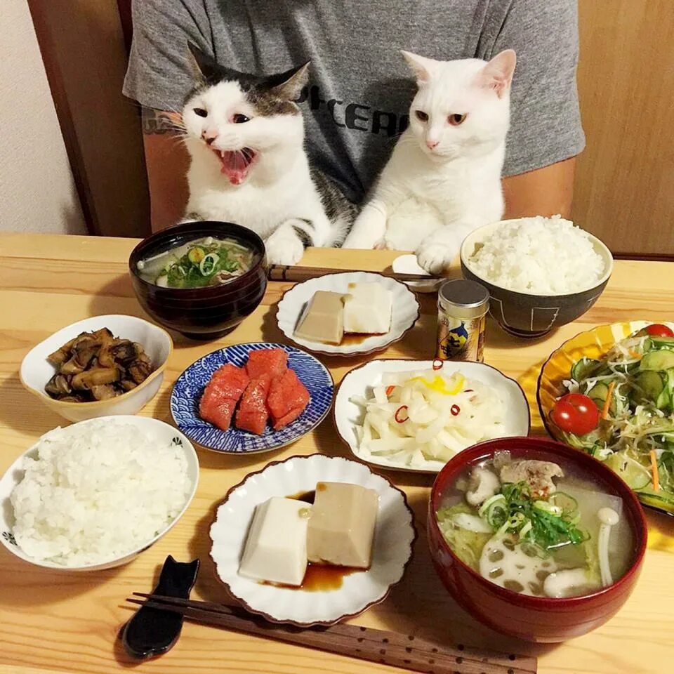 Собираюсь пообедать. Да кошка. Еда для домашних животных. Котик с едой. Еда для котов.
