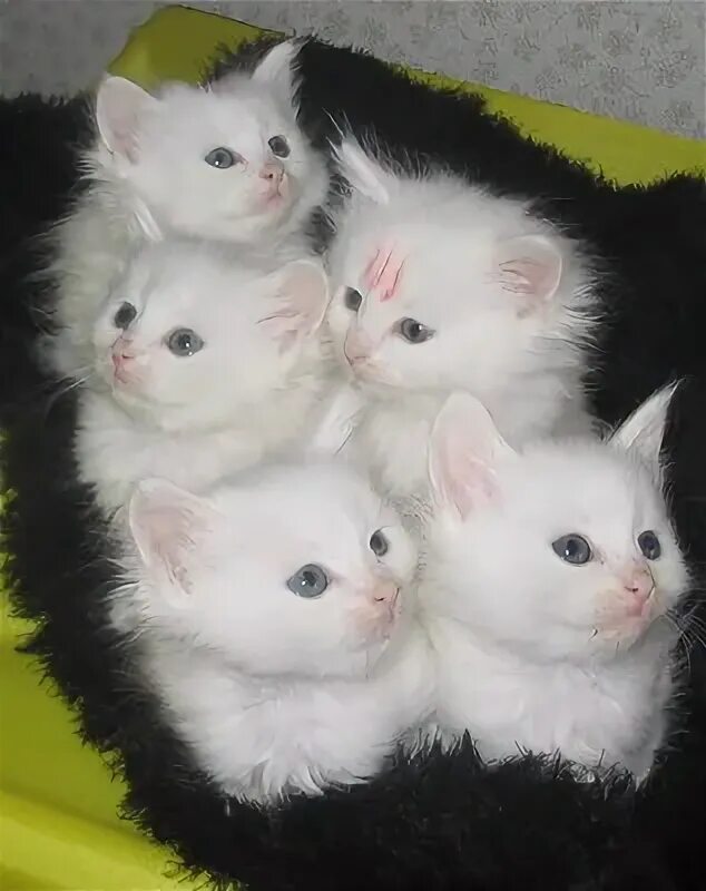 Котенка зовут пушок. Котенка зовут пушок