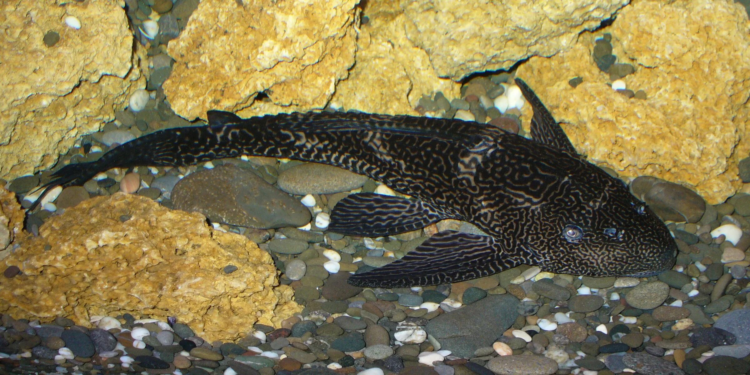 plecostomus tank cleaner fish name - svetlanavikulova.ru