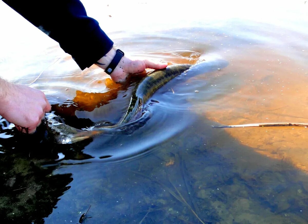 Почему отпускаю рыбу. Отпускает рыбу. Рыба с руками. Поймал отпусти рыбалка. Взвешиваем рыбу.