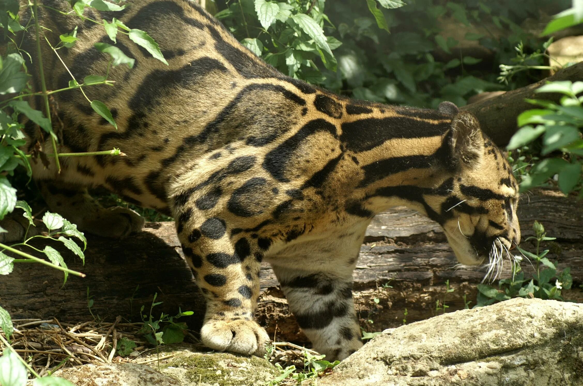 Содержание больших кошек