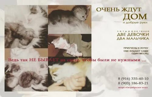 Объявления отдам котят в добрые. Объявление котята в добрые руки. объявление отдам котят в добрые руки. оригинальное объявление о раздаче котят. объявление о кошке в добрые руки.