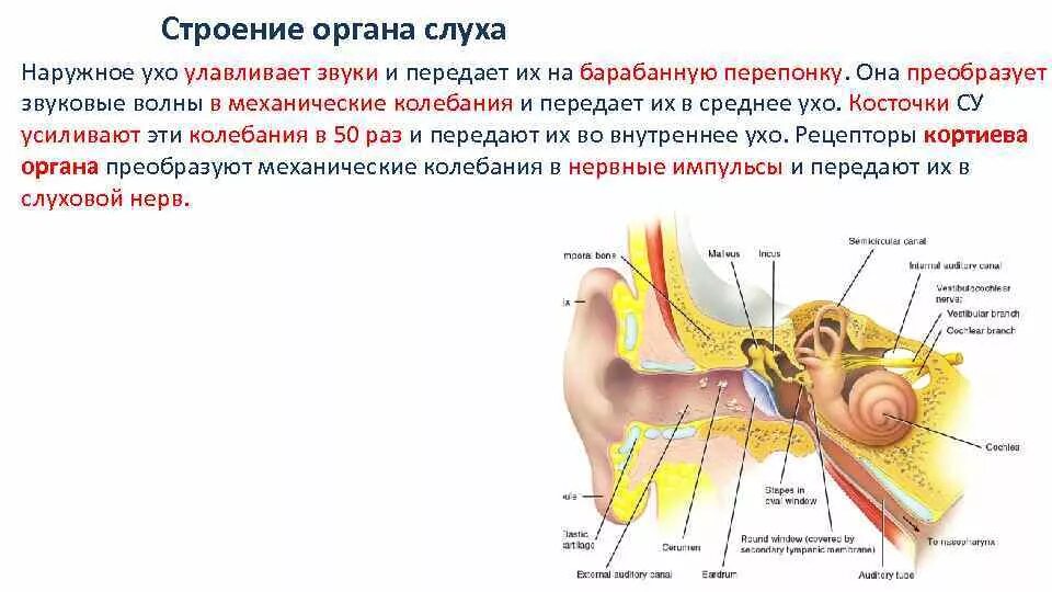 Рецепторы находятся в среднем ухе. Строение слухового анализатора нервы. Строение среднего уха слухового анализатора. Строение слухового анализатора плакат. Орган слуха усиливающий звуковые колебания.