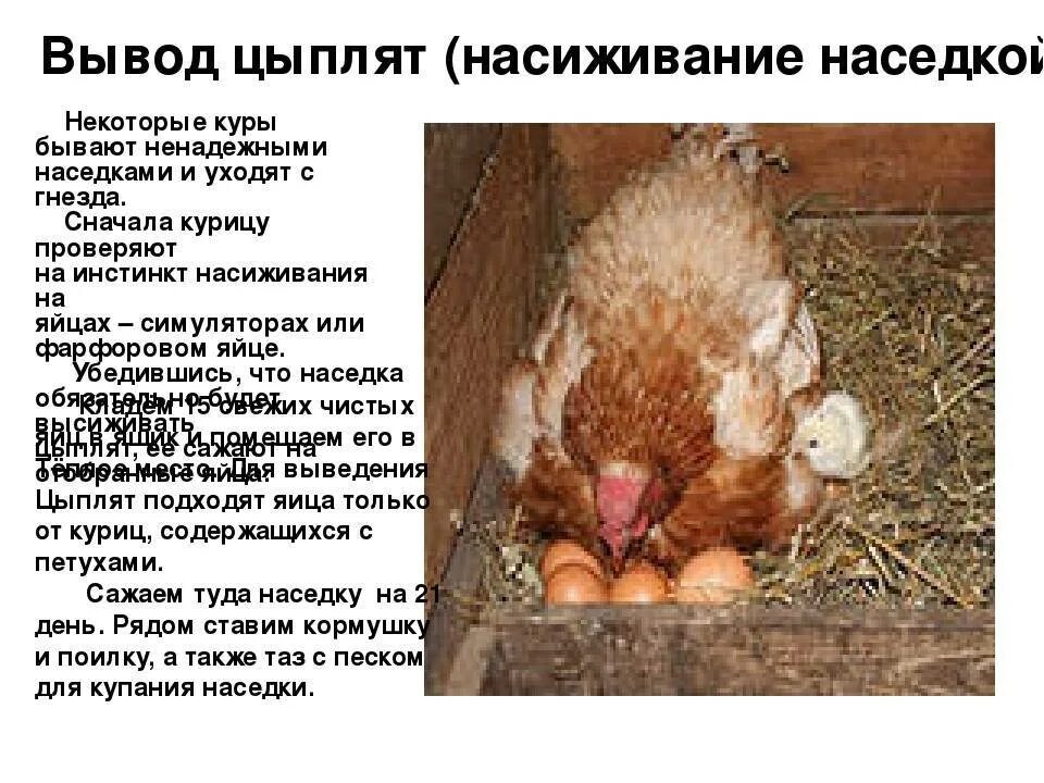 Курица высиживает. Вывод цыплят под наседкой. Курица высиживает яйца. Выведение цыплят курицей-наседкой.