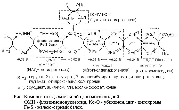 Дыхательная цепь биохимия схема Организация дыхательной цепи. Переносчики в дыхательной цепи (цпэ).