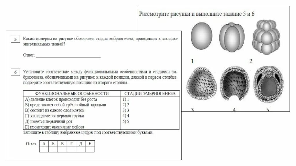 11 задание егэ биология. Изменения в ОГЭ биология. Эмбрион ЕГЭ биология. Кожа ЕГЭ биология задания с картинками. Рисунки ЕГЭ биология 2022.