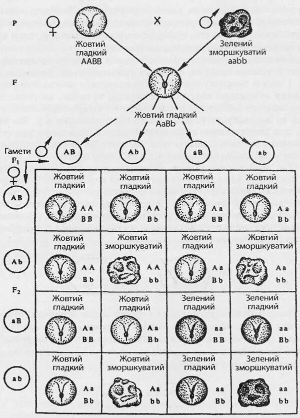 Таблица скрещивание гороха. Схема дигибридного скрещивания. Наследование признаков при дигибридном скрещивании. Дигибридное скрещивание схема скрещивания. Схема дигибридного скрещивания по Менделю.