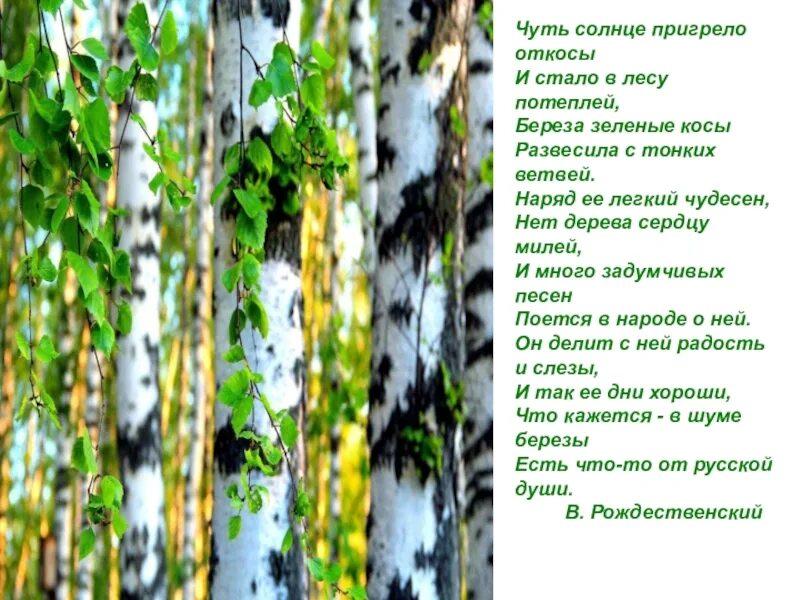 Береза одно из самых распространенных и любимых. Береза зеленые косы развесила с тонких ветвей. чуть солнце пригрело откосы и стало в лесу. береза чуть солнце пригрело откосы и стало в лесу потеплей.