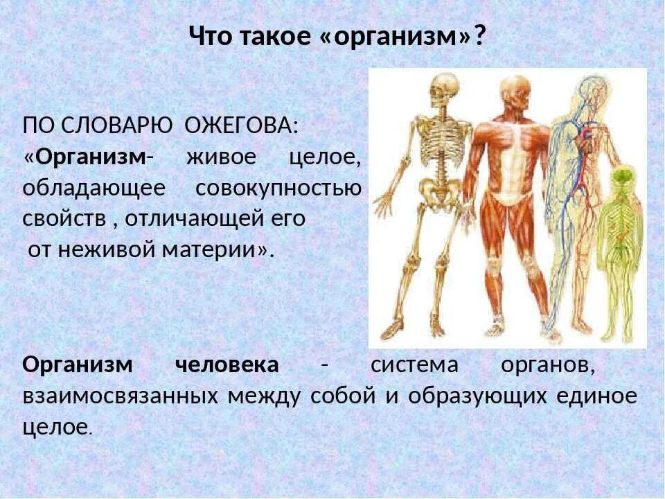 Как работает наш организм презентация. Организм человека. Доклад на тему организм человека. Организм человека 4 класс окружающий мир. Органы человека 4 класс окружающий мир.