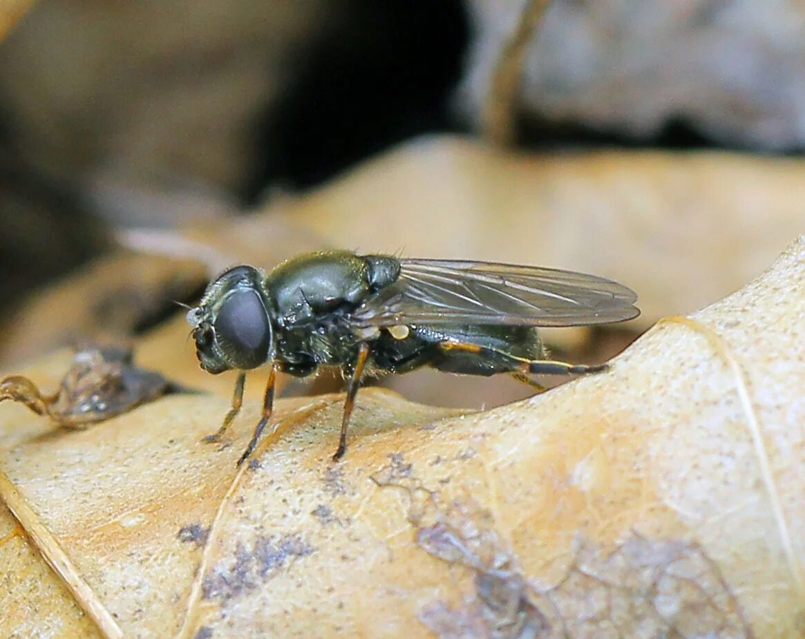 мухой называется. падальная муха. мухой называется. муха (насекомое) двукрылые. осенняя жигалка муха.