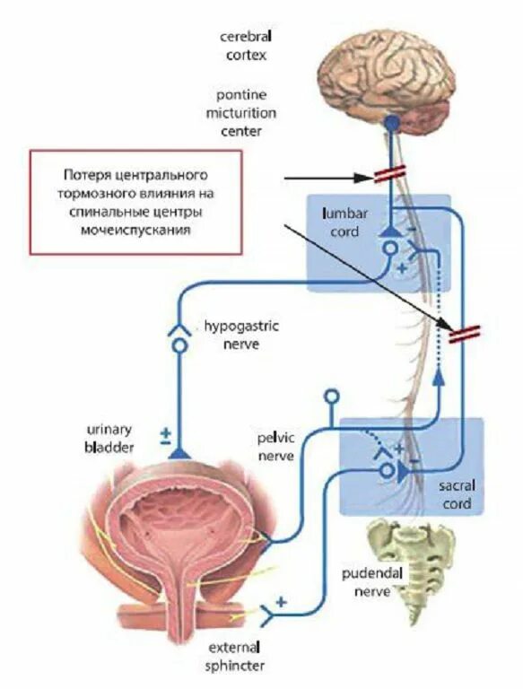 Центр рефлекса мочеиспускания. Иннервация мочевого пузыря схема. Иннервация детрузора мочевого пузыря. Иннервация сфинктера мочевого пузыря. Мочеиспускание физиология.