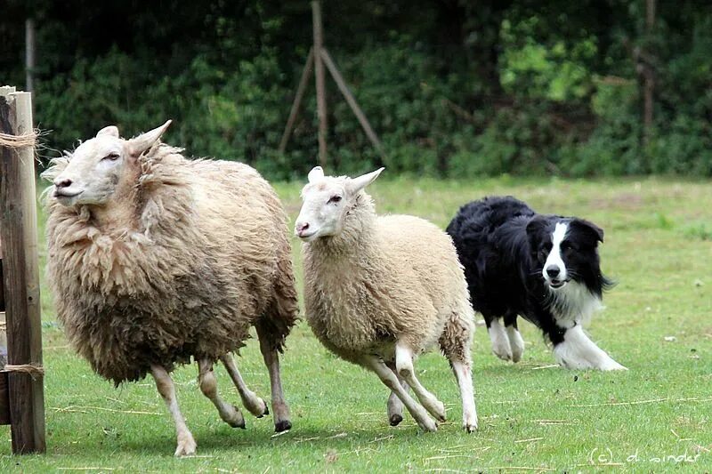 Пасу овечек. Бордер колли пастух. Бордер колли и овцы. Бордер колли пасет овец. Колли пастух овец.