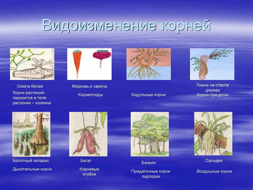 Видоизмененные корни корнеплоды.