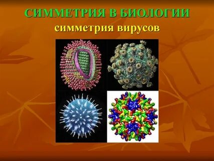 Симметрия в биологии