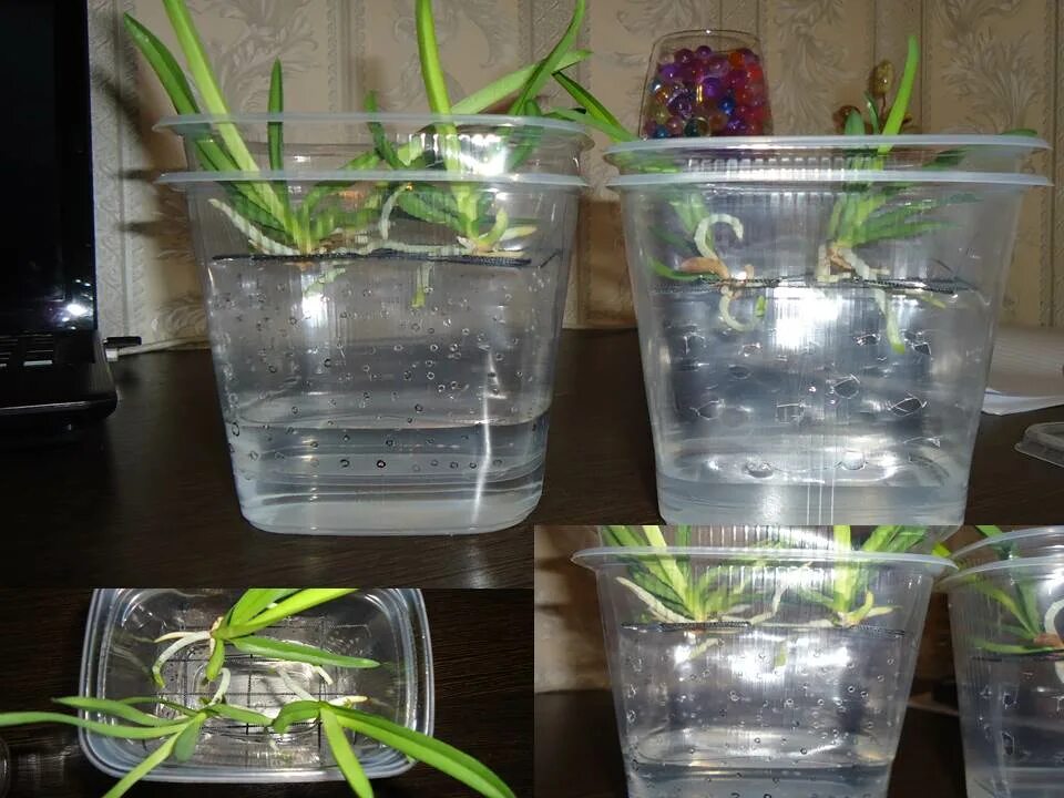 стакан для зубных щеток vanstore орхидея 337-02. горшок цв. торфяной стакан в орхидее. стаканчик орхидея. дозатор для жидкого мыла vanstore орхидея 337-03.