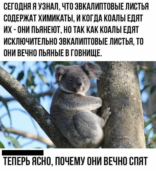 Сделай коалу. Коала прикол. Коалы всегда пьяные. Коалы постоянно пьяные. Коала на эвкалипте.