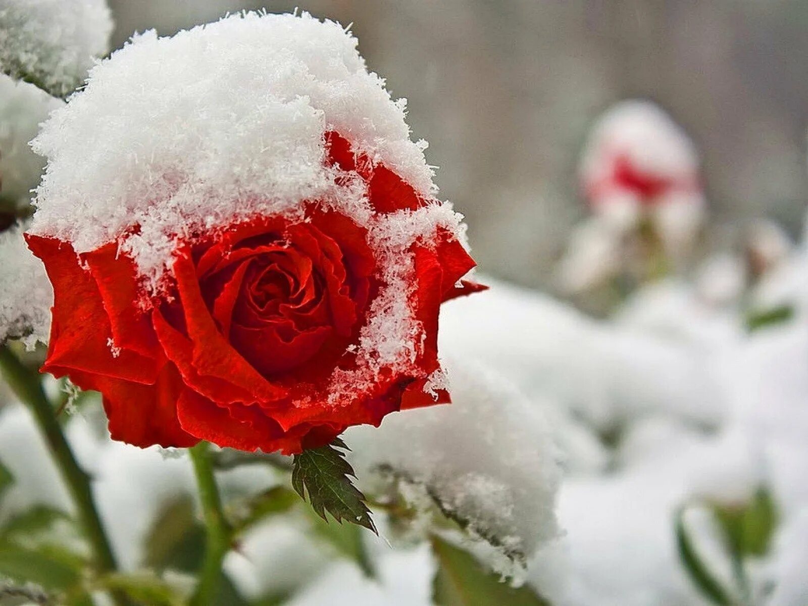Красные цветы зимние розы. Нежные цветы в снегу. Розы под снегом. Снег цветы на снегу. Зимний пейзаж и розы на снегу.