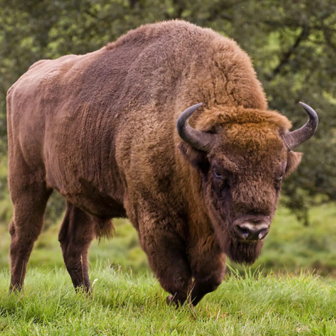 Беловежская пуща бизоны. Кавказско-Беловежский ЗУБР. ЗУБР Bison bonasus. Зубры в Беловежской пуще. Бизон похожие