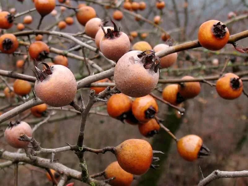 На какой плод похож. Мушмула Германская. Мушмула Кавказская. Мушмула хурма. Мушмула Германская плодовые деревья.