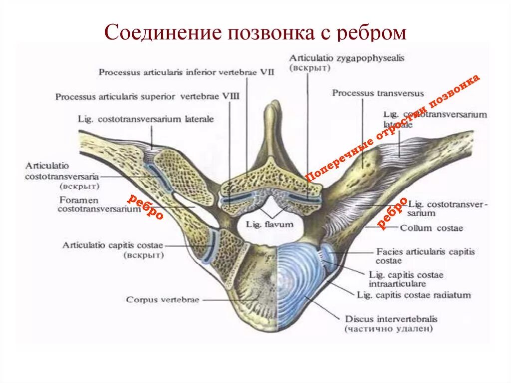 Связка головки. Реберно поперечный сустав анатомия. Сустав головки ребра анатомия. Грудино реберный сустав анатомия. Сустав головки ребра и реберно поперечный сустав.