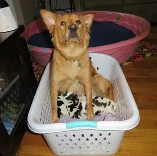 Dogs mum