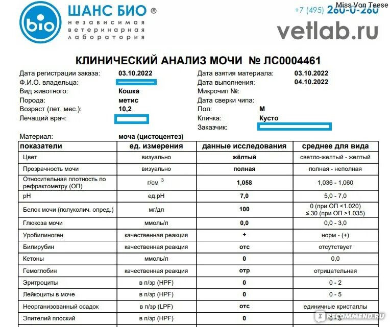 Сколько мочи кот. Анализ мочи кошки. Общий анализ мочи у кошек. Показатели мочи при цистите. ОАМ анализ мочи кошке.