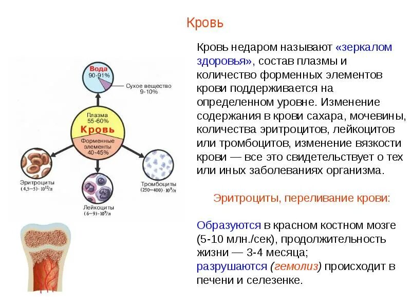 1 кровь появилась у. Кровь зеркало организма презентация. Плазма и форменные элементы крови. Форменные элементы крови образуются в селезенке. Форменные элементы крови образуются в Красном костном мозге.