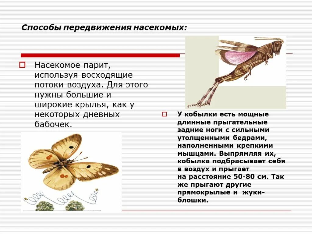 Способы передвижения насекомых. Органы передвижения насекомых класс. Класс насекомые способы передвижения. Способ движения у бабочки.