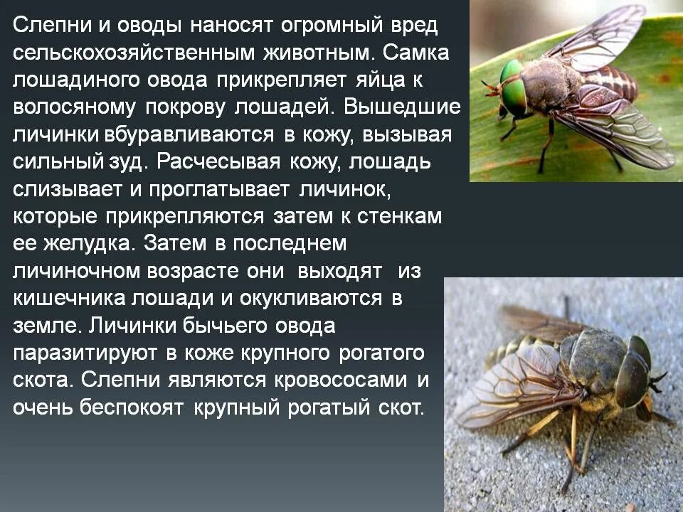 Рассказы сергея овода читать новые. Строение овода и слепня. Овод, слепень, жигалка. Оводы слепни пауты. Слепень Овод и паут отличие.