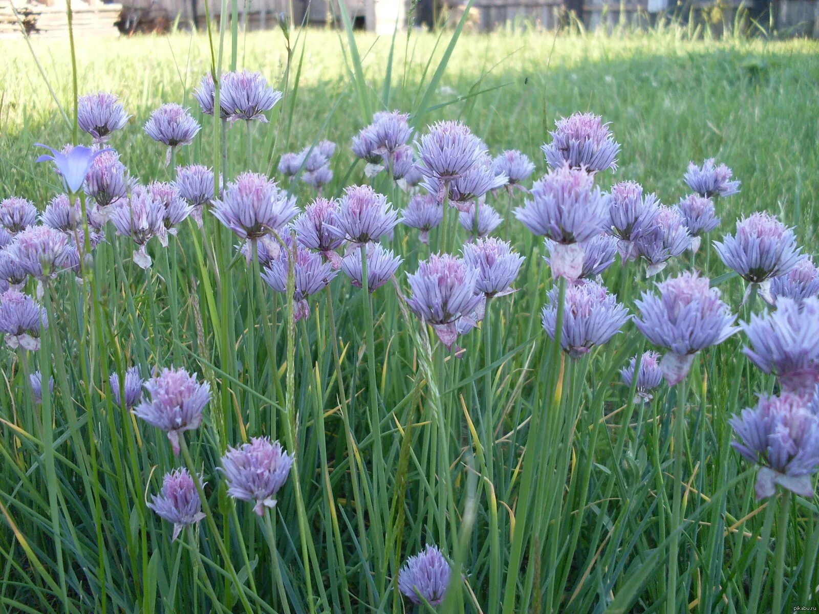 Луки названия многолетние фото. Caeruleum аллиум. Лук афлатунский Allium caeruleum. Лук голубой Allium caeruleum. Аллиум Неаполитанский.