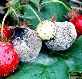 От серой гнили