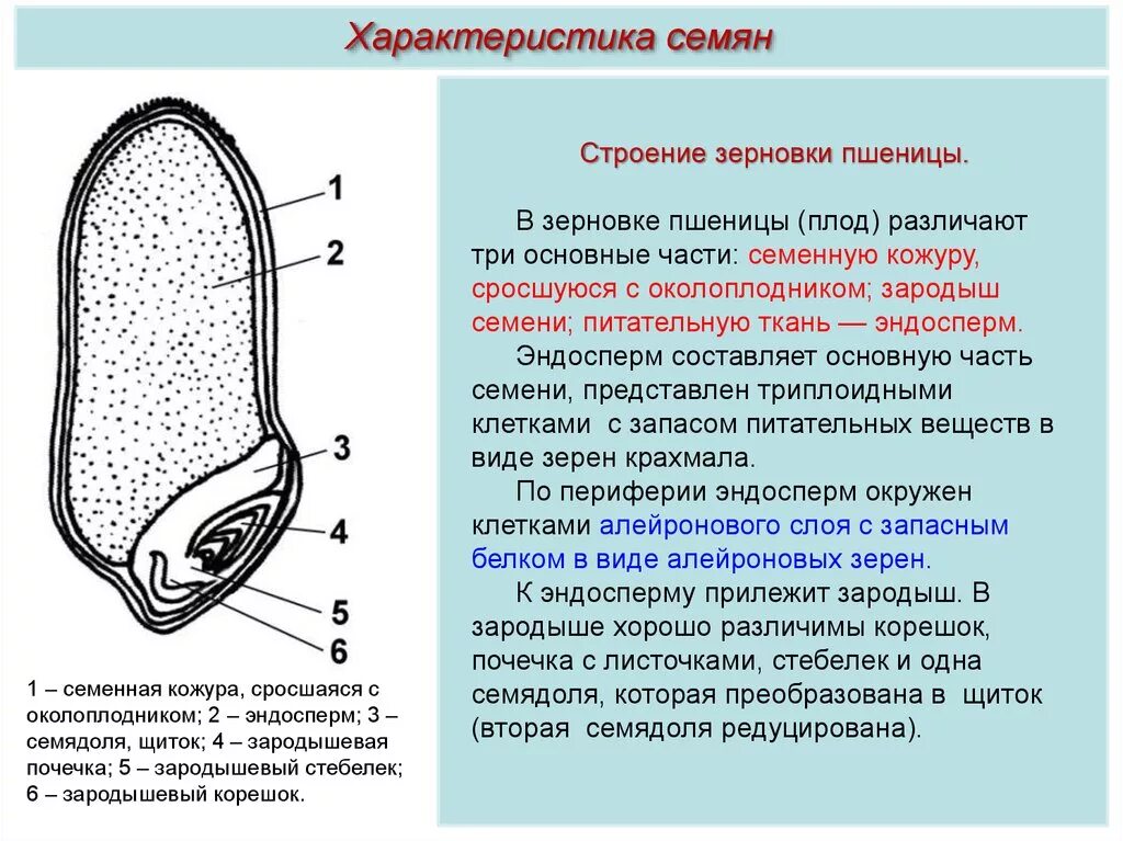 Какое строение семени пшеницы. Строение семени зерновки пшеницы. Строение семени с эндоспермом. Строение зародыша зерновки. Плод Зерновка строение.