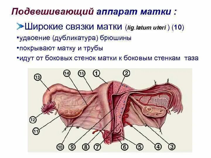 Широкая связка матки анатомия. Поперечная связка шейки матки. Подвешивающая связка яичника располагается. Подвешивающий связочный аппарат матки.