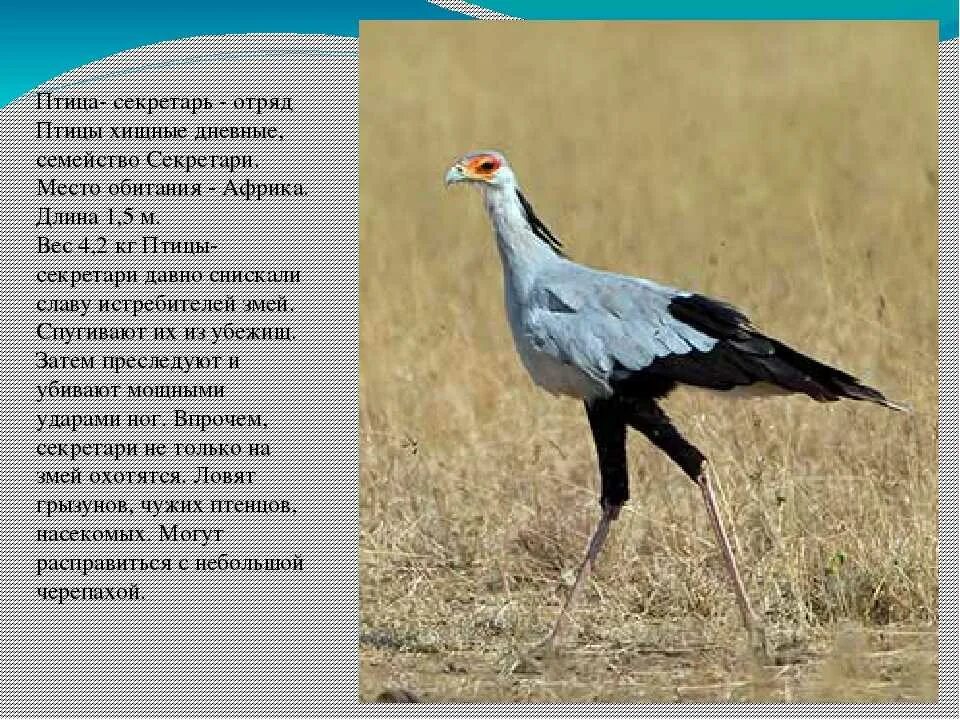 Птица секретарь морад. Птица секретарь ареал. Птица секретарь ареал. Сагиттариус серпентариус. Птица секретарь морад.