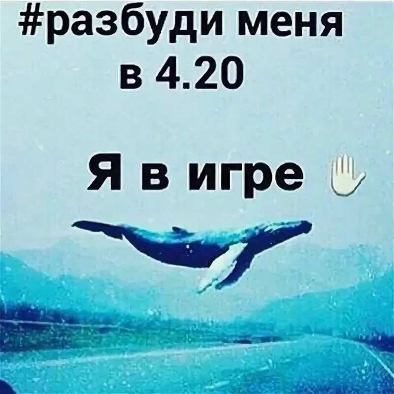 Разбуди меня 4 2. Синий кит разбуди меня. синий кит 4:20.