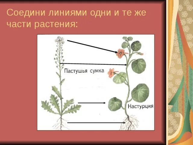 Части растения. Крыжовник части растения. Соедини части растений. Части растения 1 класс. Какие части ты видишь у растения