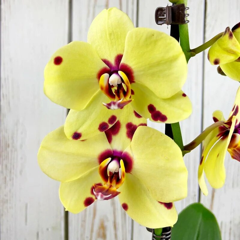 Купить желтую орхидею в горшке. Фаленопсис шоко Бон. Фаленопсис Yellow Blossom. Фаленопсис Бонни. Фаленопсис Amalfi.