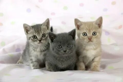 Как зовут 2 кота