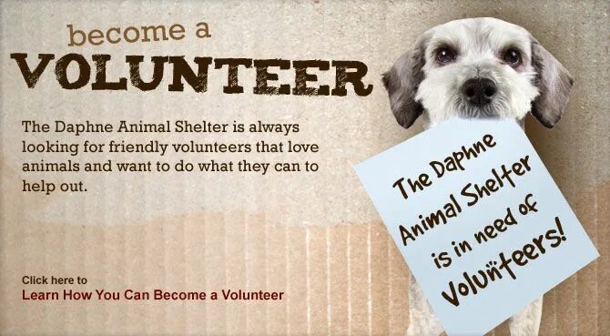 Volunteering quotes. Volunteer animals. Анимал шелтер. Quotes about volunteering. Animal shelter volunteer