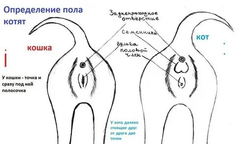 Как определить у котенка пол