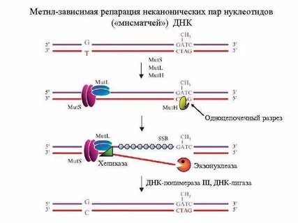 Репарация днк полимеразой