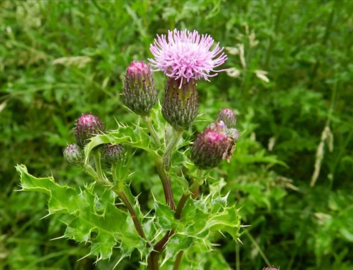 Бодяк полевой (Cirsium arvense). Бодяк полевой (Cirsium arvense SCOP.). Осот розовый Бодяк полевой. Бодяк (осот обыкновенный). Осот полевой сорняк