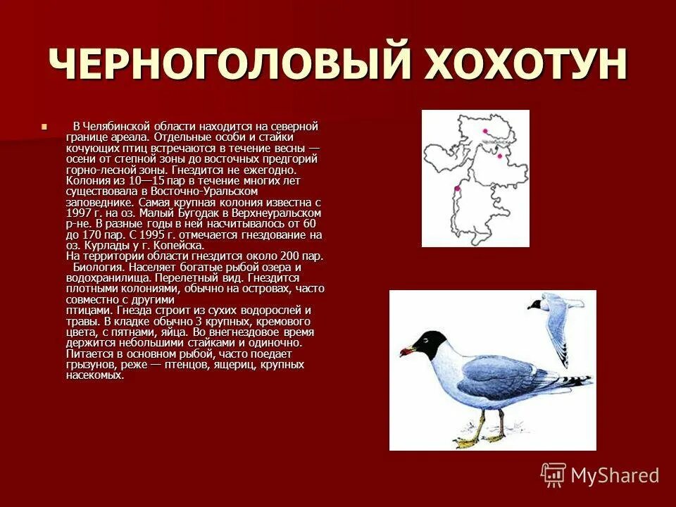 Красная книга челябинской области животные. Животные Челябинской области занесенные в красную. Красная книга Челябинской области птицы. Птицы из красной книги Челябинской области. Представители красной книги Челябинской области.