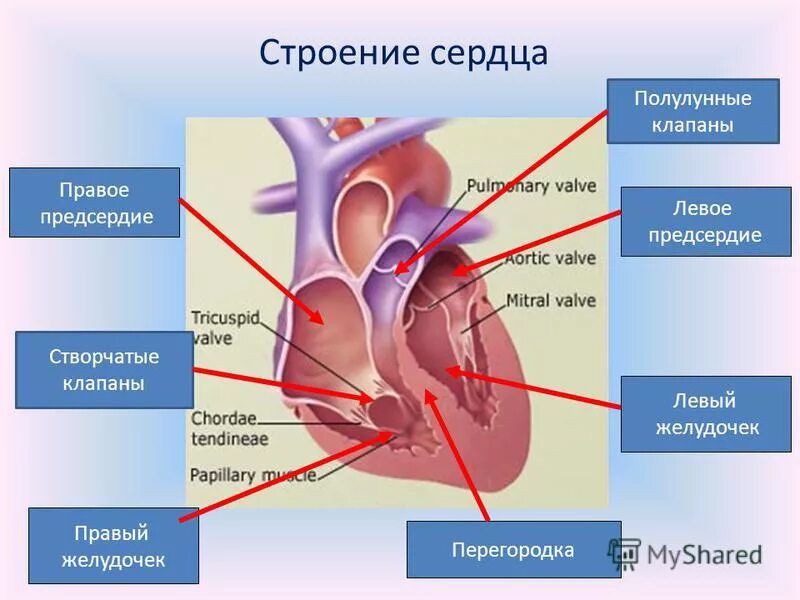 Название крови в правой части сердца. Строение сердца полулунный клапан. Клапаны сердцаанатрмия полулунный.