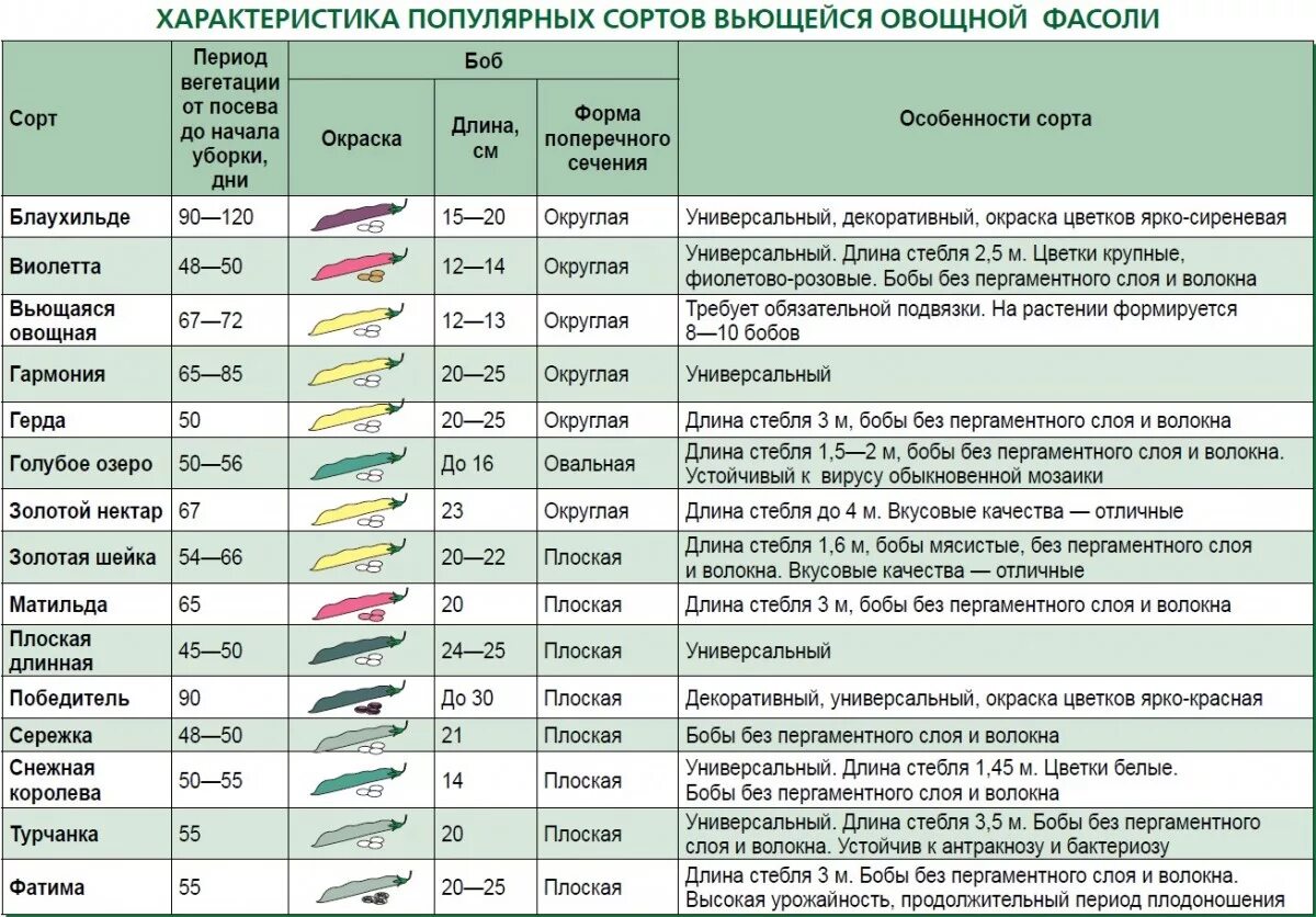 Когда можно садить фасоль