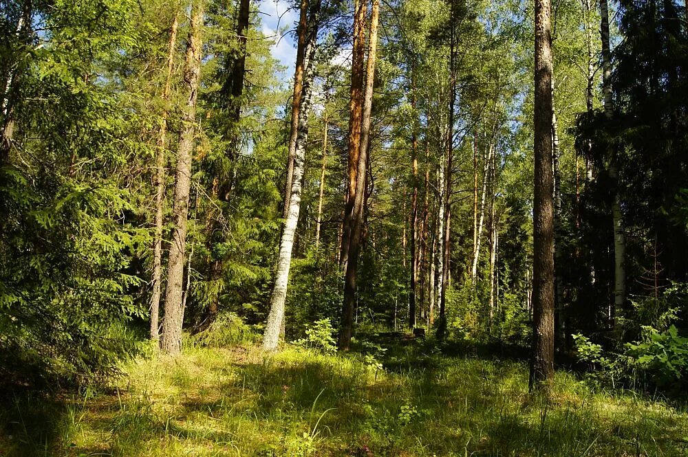 Национальный парк Мещера почвы. Мещера Окский заповедник. Мещера Егорьевск. Мещера Псков. Детская мещера