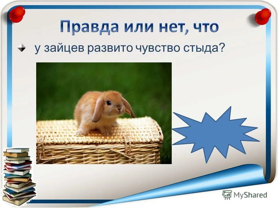 строение жкт кролика. зайцеобразные пищеварительная система. признаки отряда зайцеобразные. заяц развиты чувства. какие органы развиты у зайца.