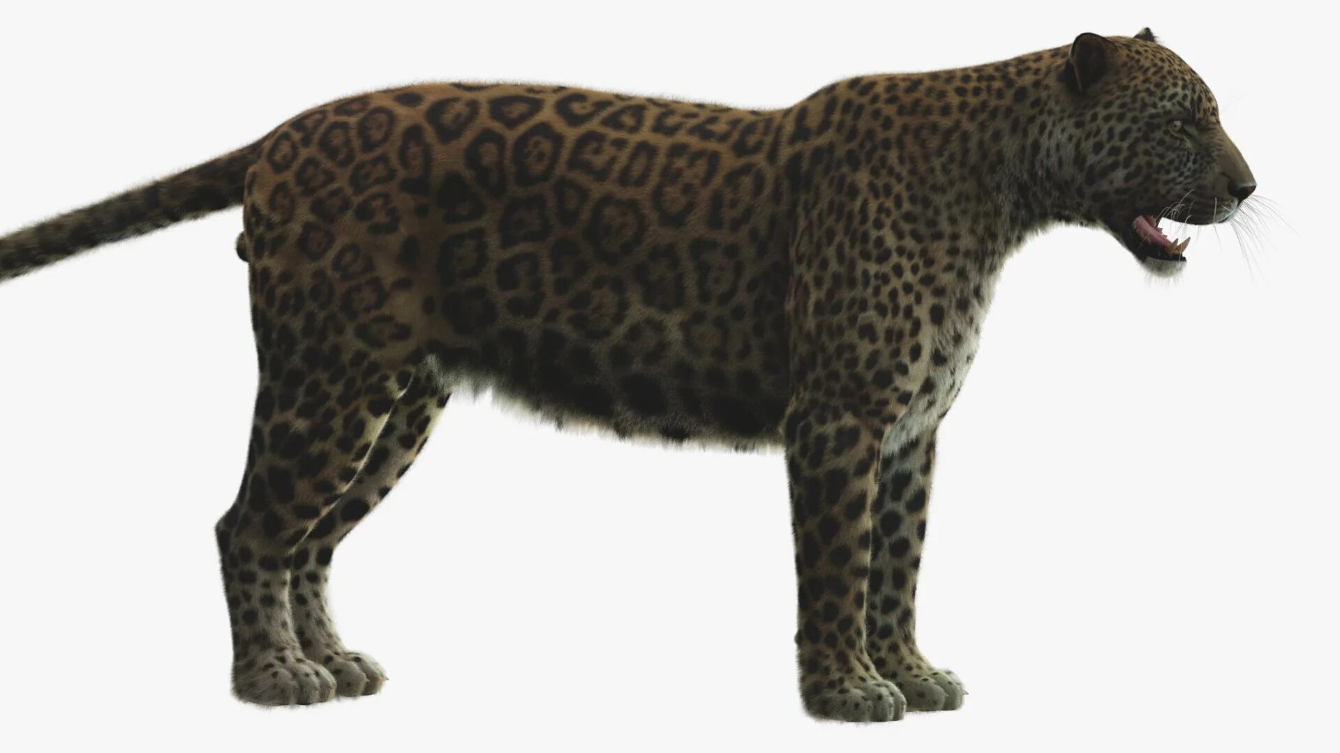 Leopard model